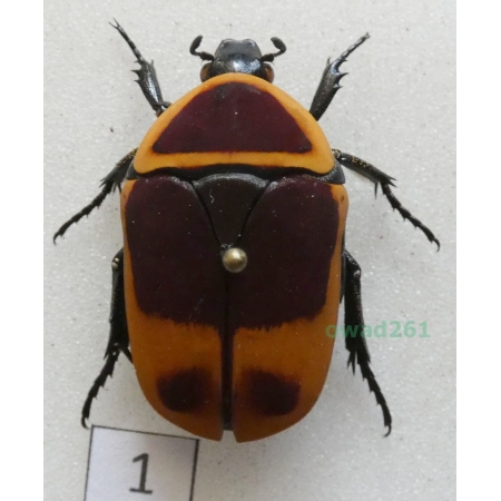 Pachnoda marginata peregrina Kolbe, 1906 ex. ovo Czad1